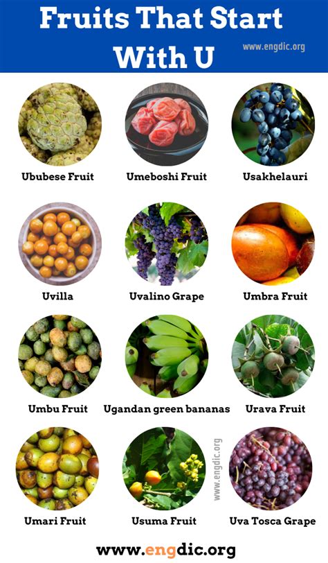 fruits that begin with x|vegetable that begins with u.